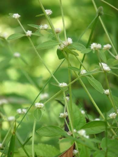 Alternanthera sessilis